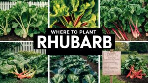 Where To Plant Rhubarb