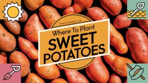 Where To Plant Sweet Potatoes