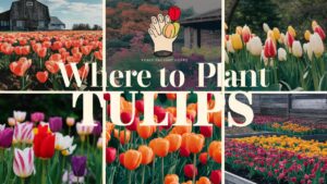 Where To Plant Tulips