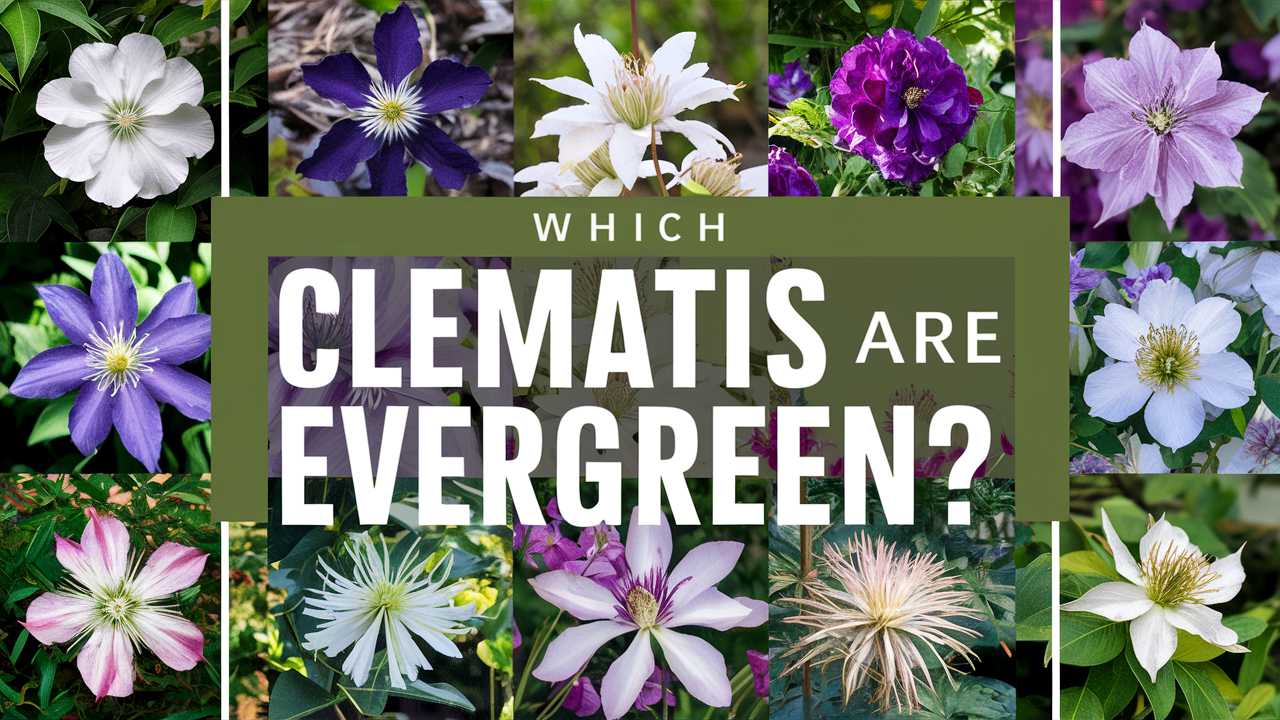 Which Clematis Are Evergreen?