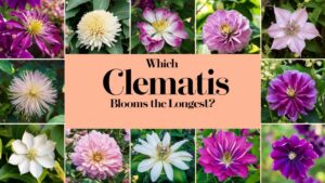Which Clematis Blooms The Longest?