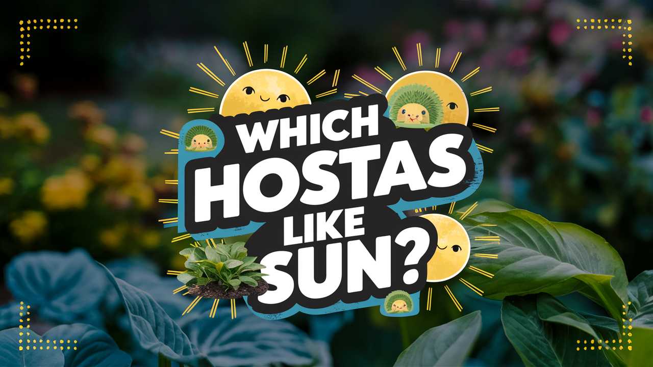Which Hostas Like Sun