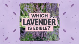 Which Lavender Is Edible?