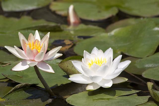 White American Waterlily (Nymphaea odorata)