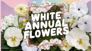 White Annual Flowers