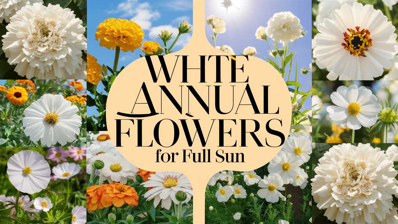White Annual Flowers For Full Sun