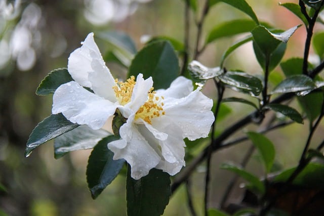 White Camellia Fall