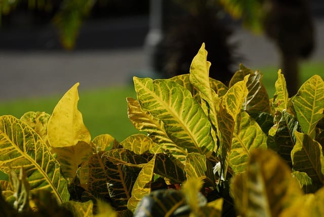 Why Are My Croton Leaves Turning Yellow