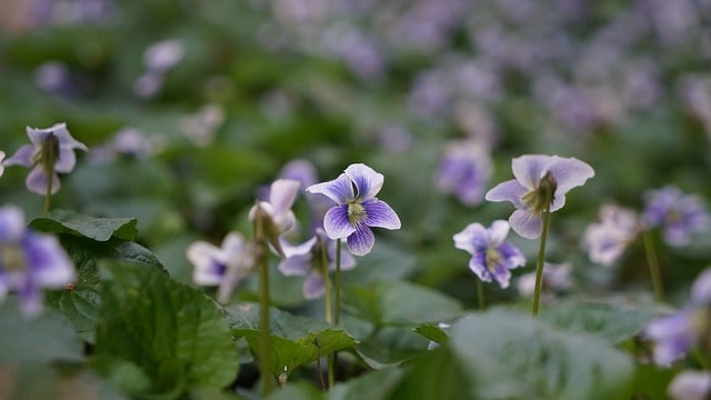 Wild Violets