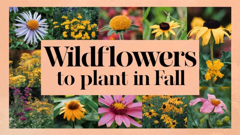 Wildflowers To Plant In Fall