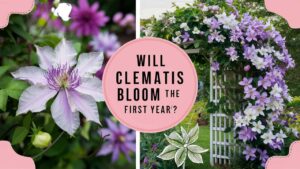 Will Clematis Bloom The First Year?