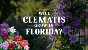 Will Clematis Grow In Florida?