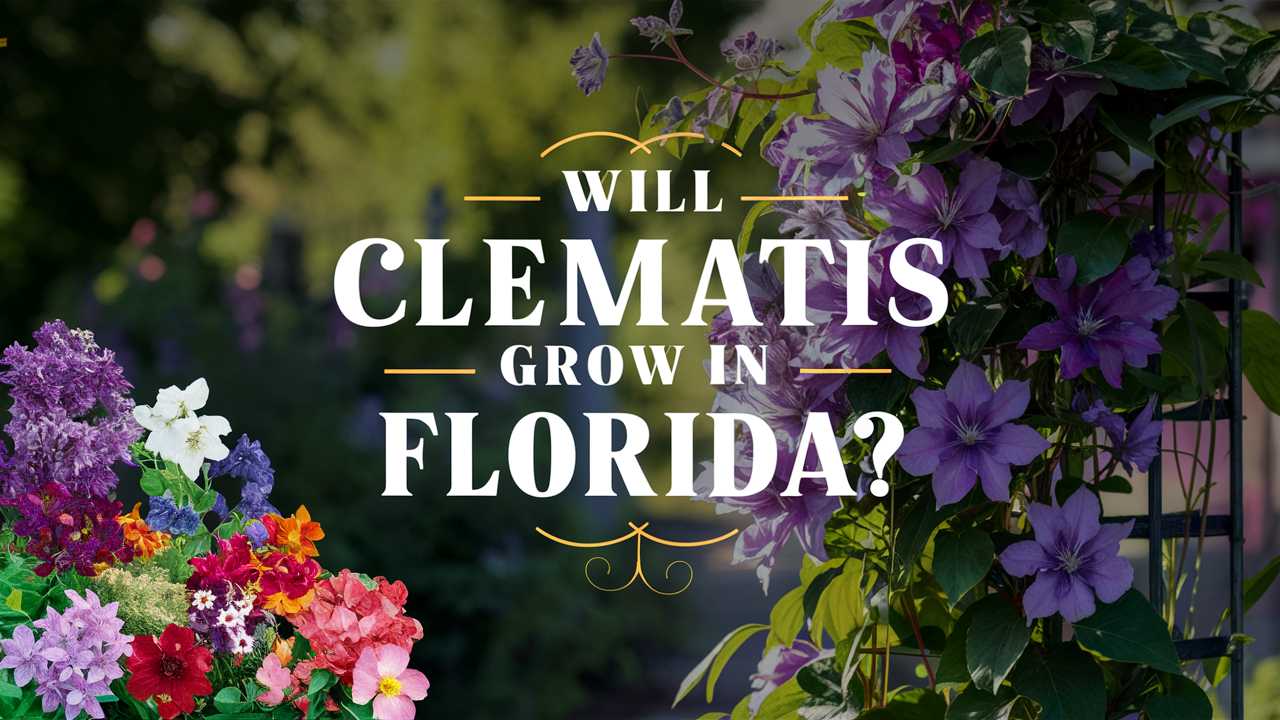 Will Clematis Grow In Florida?