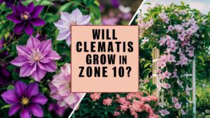 Will Clematis Grow In Zone 10?