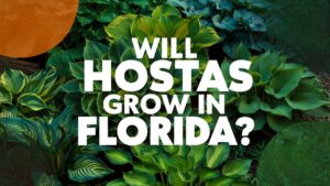 Will Hostas Grow In Florida?