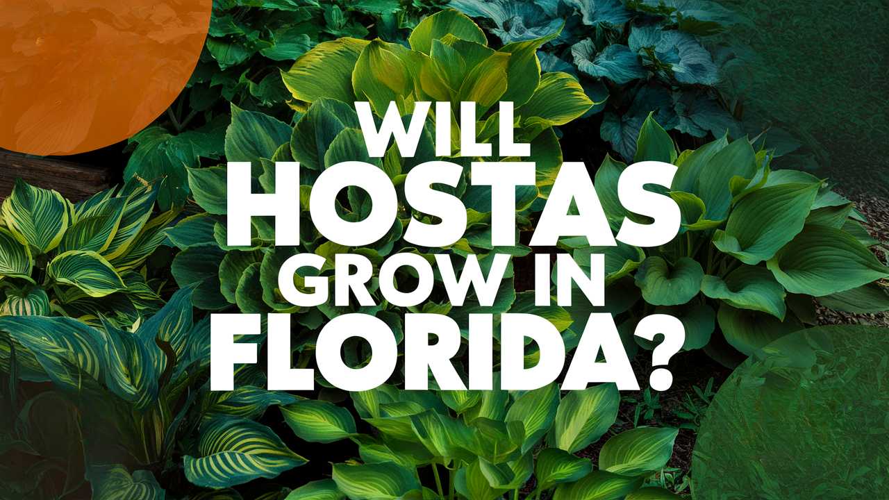 Will Hostas Grow In Florida