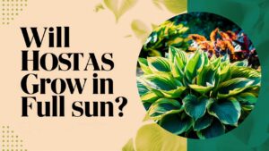 Will Hostas Grow In Full Sun?