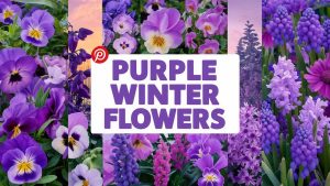 Purple Winter Flowers