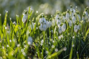 Winter Garden Flowers