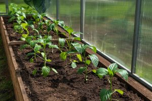 What To Grow In a Greenhouse In Winter