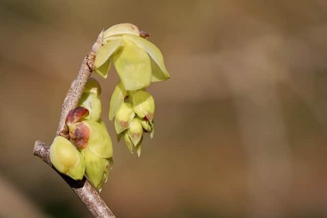 Winter Hazel (Corylopsis pauciflora)