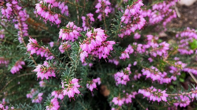 Winter Heath (Erica carnea)