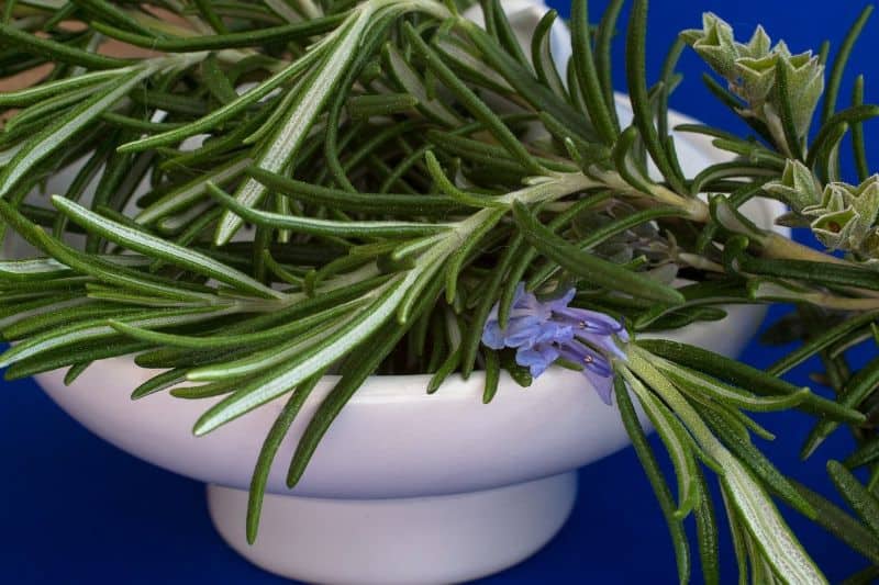 Winter Herbs for California