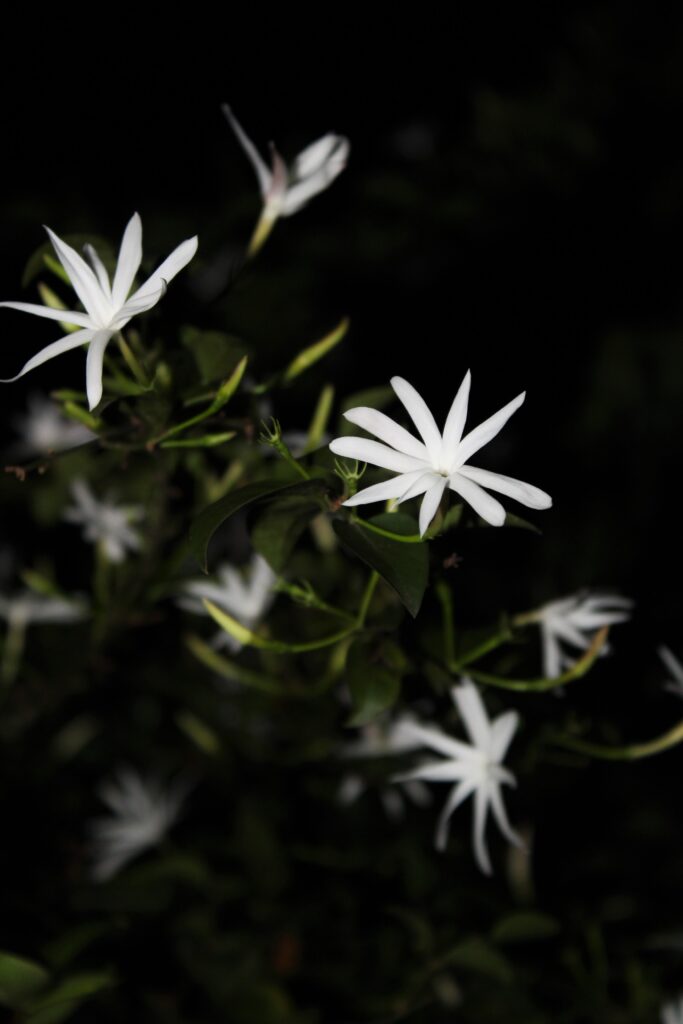 Winter Jasmine (Jasminum Nudiflorum)