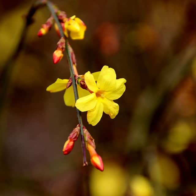 Winter Jasmine (Jasminum nudiflorum)