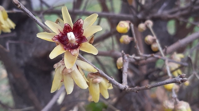 Winter Sweet (Chimonanthus praecox)