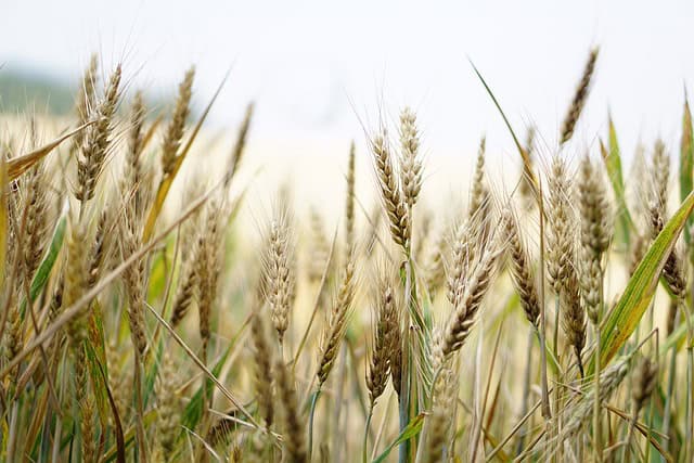 Harvesting Wheat at Home