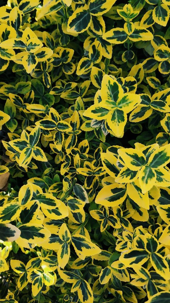 Wintercreeper (Euonymus Fortunei 'Emerald 'n' Gold')