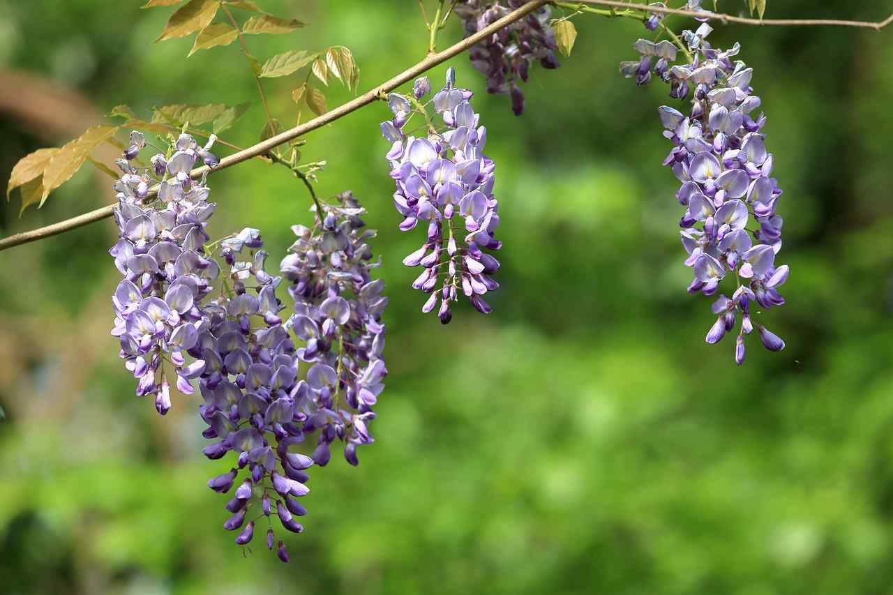 Propagating Wisteria