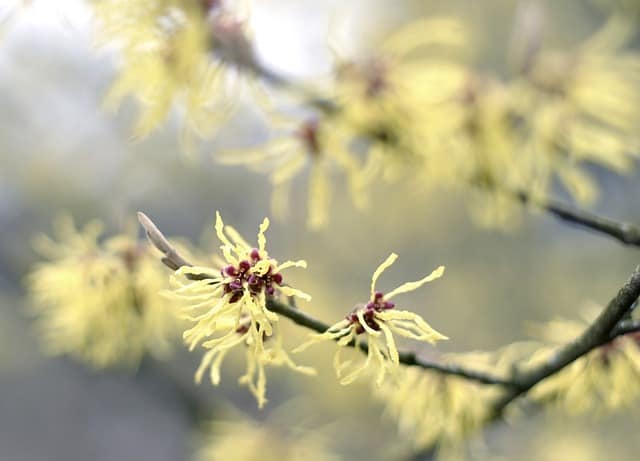 Witch Hazel (Hamamelis Virginiana)