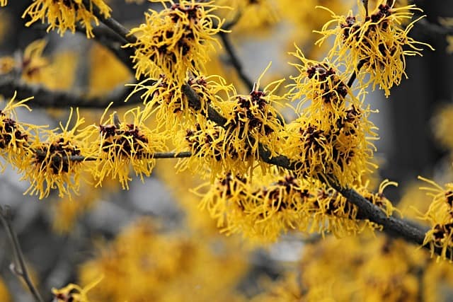 Spooktacular Plants for Your Halloween Garden