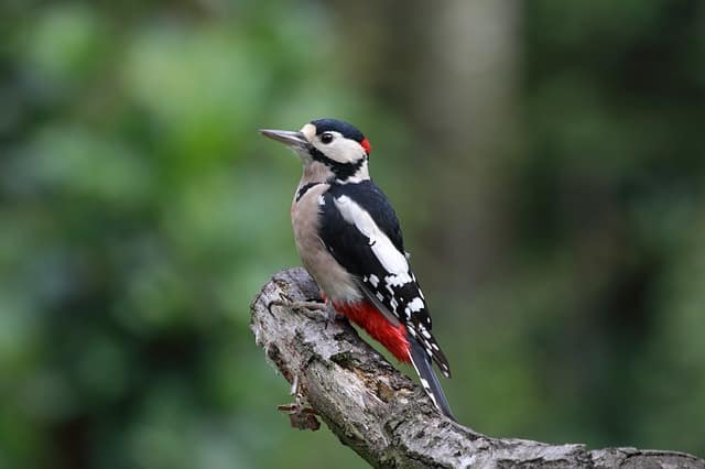 Woodpecker branch