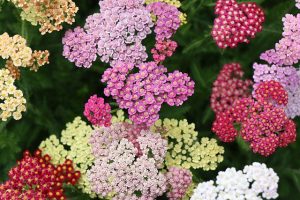 Harvesting Yarrow Seeds