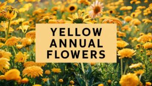 Yellow Annual Flowers