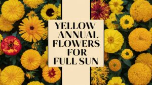 Yellow Annual Flowers For Full Sun