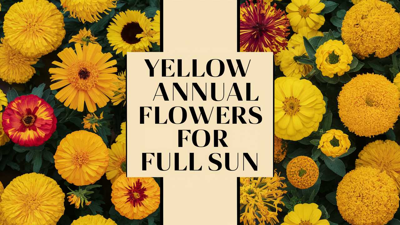 Yellow Annual Flowers For Full Sun