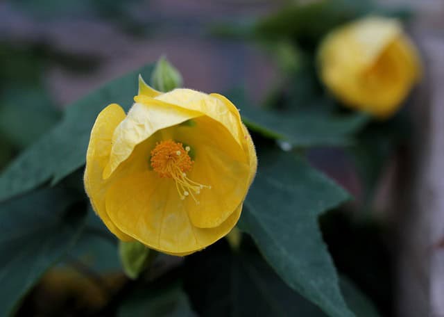 Yellow Fatu (Abutilon pitcairnense)