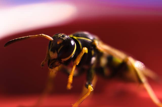 Yellow Jacket Close Up