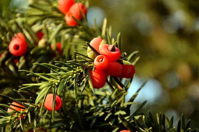 Yew 'Densiformis' (Taxus media 'Densiformis')