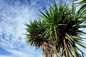 Propagating Yucca Plant