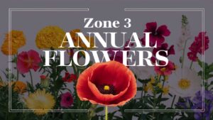 Zone 3 Annual Flowers