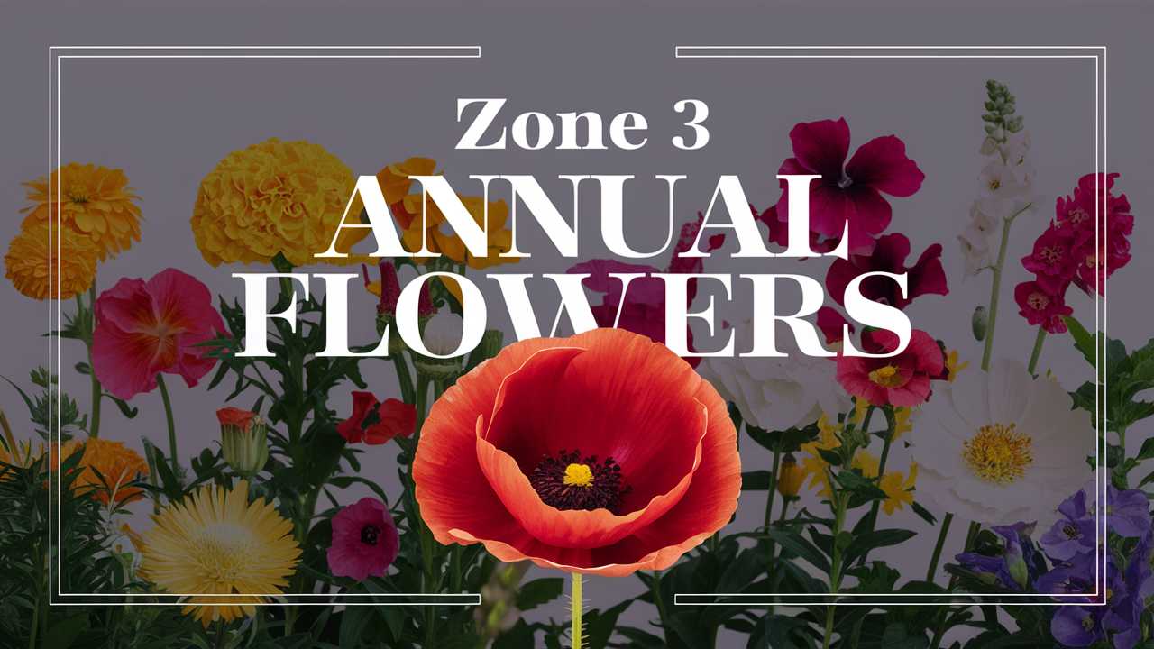 Zone 3 Annual Flowers