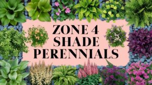 Zone 4 Shade Perennials