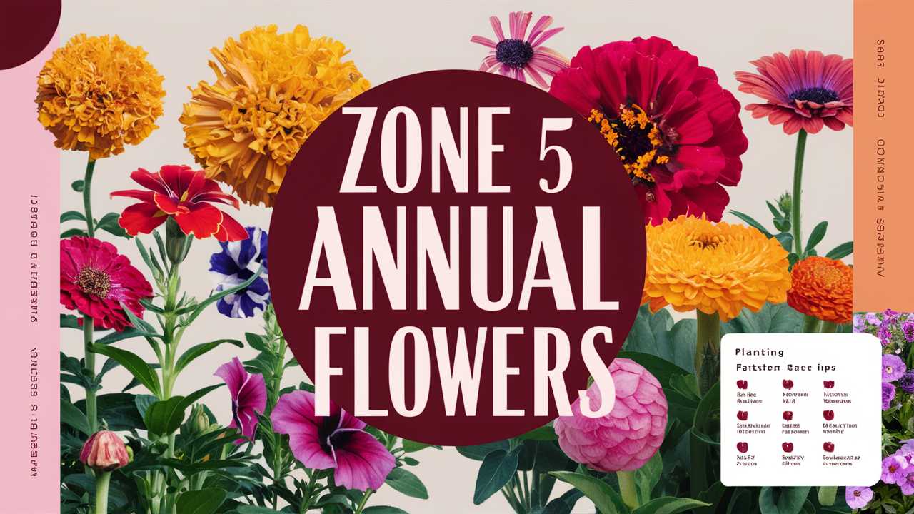Zone 5 Annual Flowers