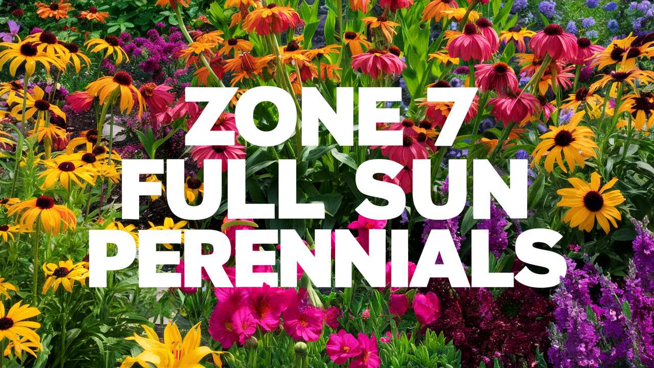 Zone 7 Full Sun Perennials