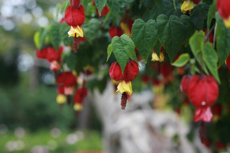 abutilon flowers, flower background, flowers, bloom, red flowers, blossom, nature, flowering plant, beautiful flowers, flower wallpaper, ornamental plant, plant, flora, garden, close up